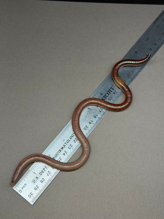 Peaches - Big Freaking Worm Figurine 3