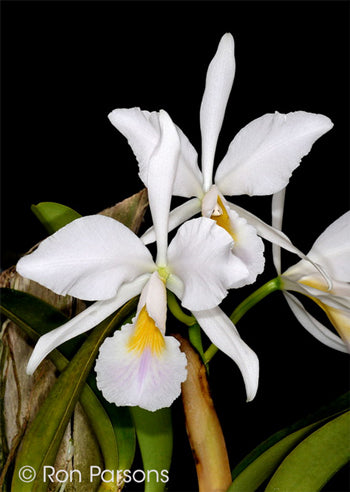 Cattleya labiata (fma. amoena x tipo)
