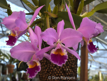 Cattleya labiata (fma. amoena x tipo)