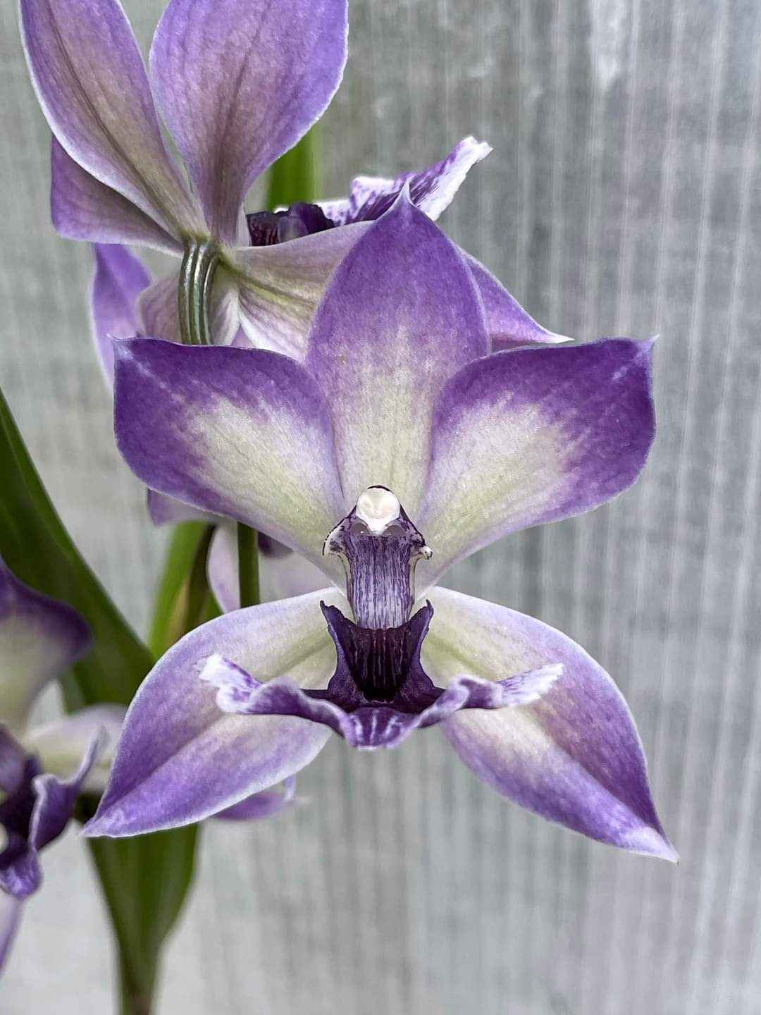 Zygonisia Cynosure 'Blue Birds' AM/AOS