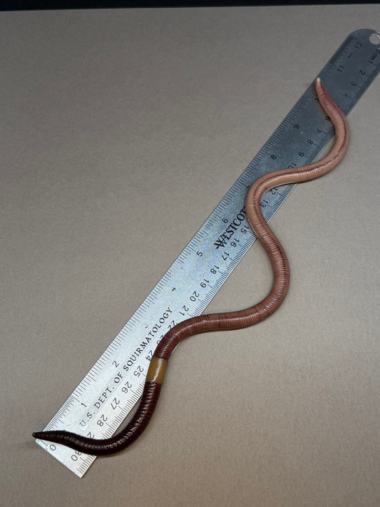 Lemgth - Big Freaking Worm Figurine 1