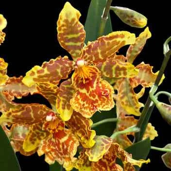 Oncostele Golden Mirth 'Filini's Gold Dust'