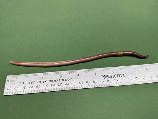 Stiffy - Large Worm Figurine 8
