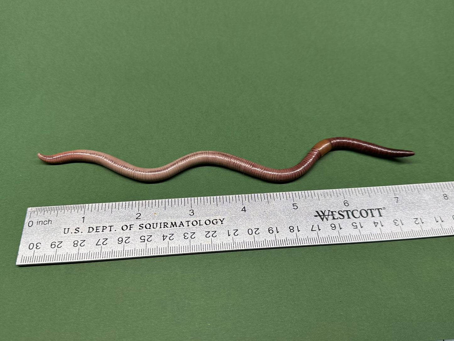 Wrinkle Log - Large Worm Figurine 9