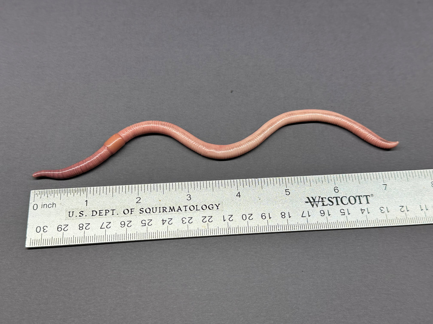 Hot Dog Water - Large Worm Figurine 1