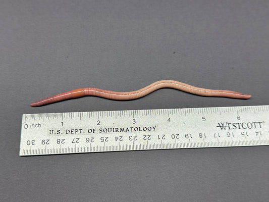 Shrinkflation - Small Worm Figurine 1