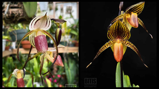 Paphiopedilum stonei x Hilo Black Eagle