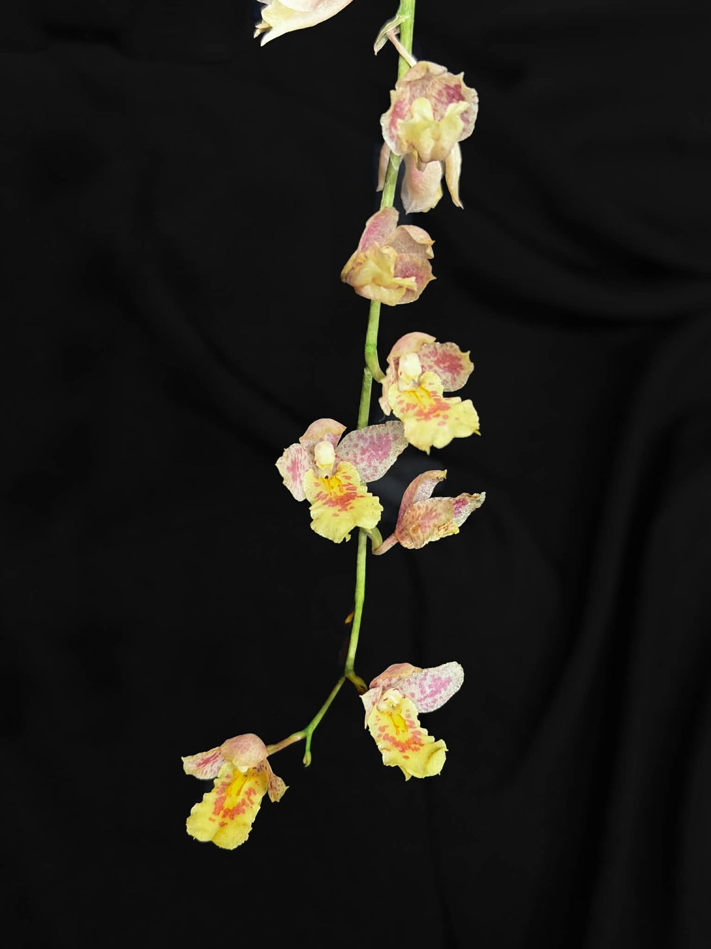 Leomesezia Lava Burst 'Pacific Sunrise'