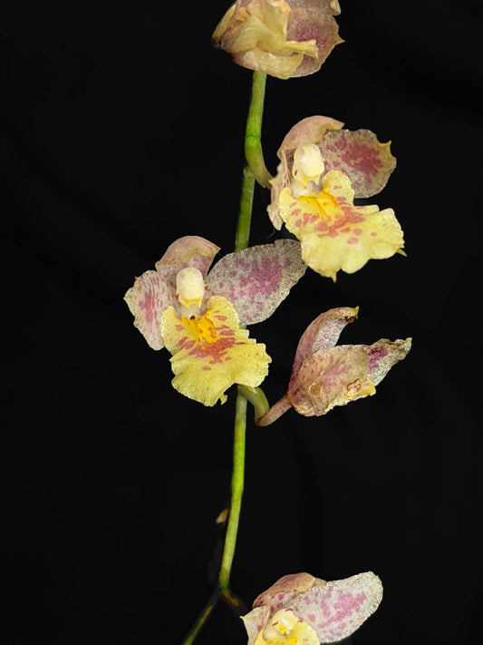 Leomesezia Lava Burst 'Pacific Sunrise'