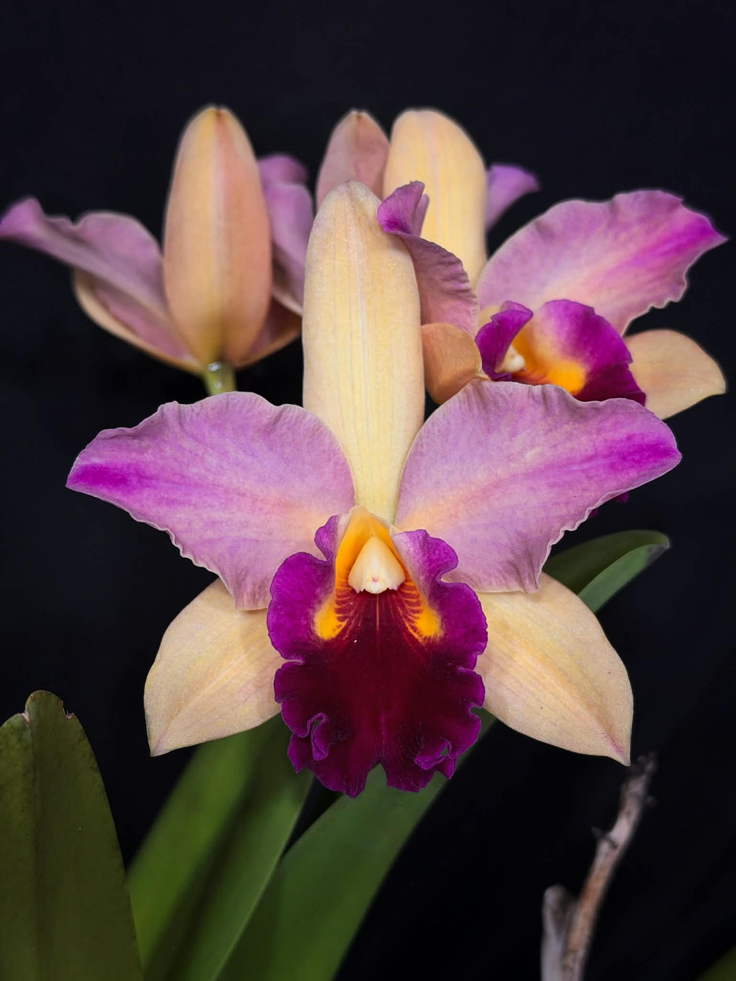 Rhyncholaeliocattleya Toshie's Magic 'Doris'