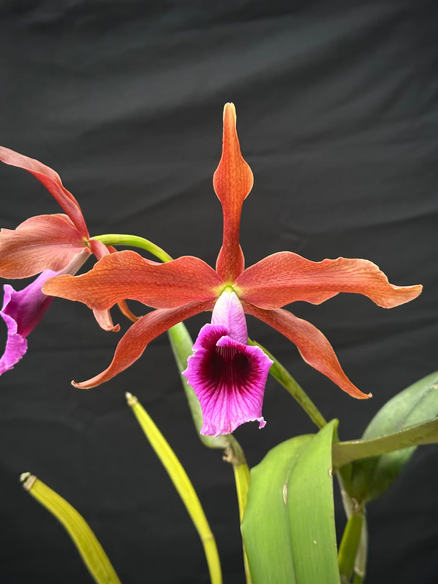 Cattleya tenebrosa