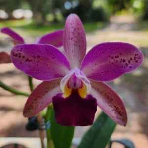 Rhyncholaeliocattleya SunCoast Magic Leopards × Rhyncholaeliocattleya Sun Spots