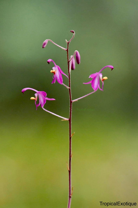 Spathoglottis hardingiana