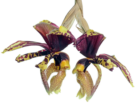 Stanhopea tigrina