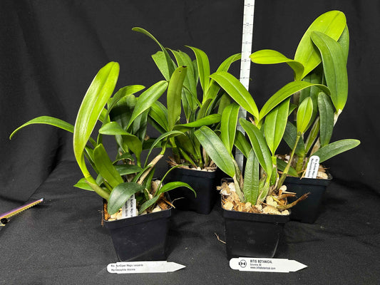 Rhyncholaeliocattleya SunCoast Magic Leopards × Myrmecophila tibicinis