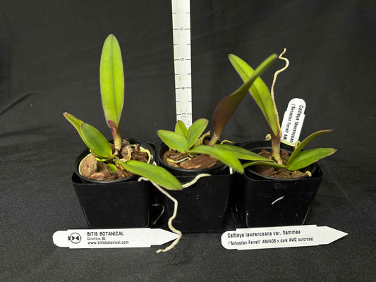 Cattleya lawrenceana var. flammea