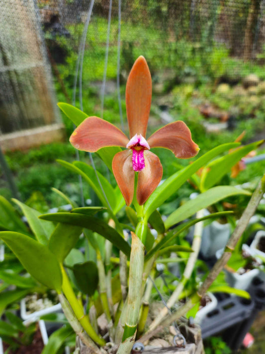 Cattleya porphyroglossa