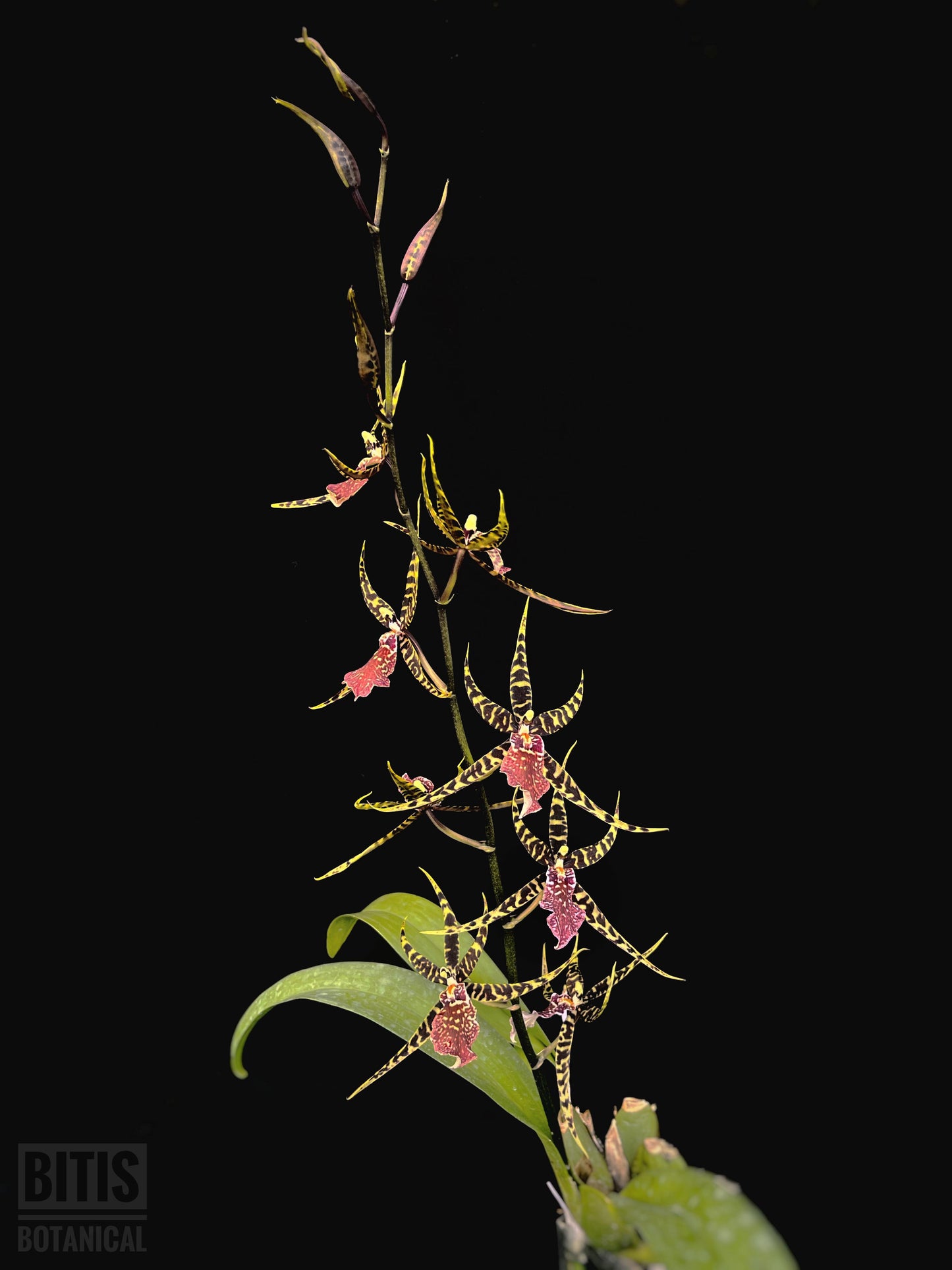 Arthurara Sea Snake 'Unforgettable' HCC/AOS Oncidium hybrid spider orchid flowers 