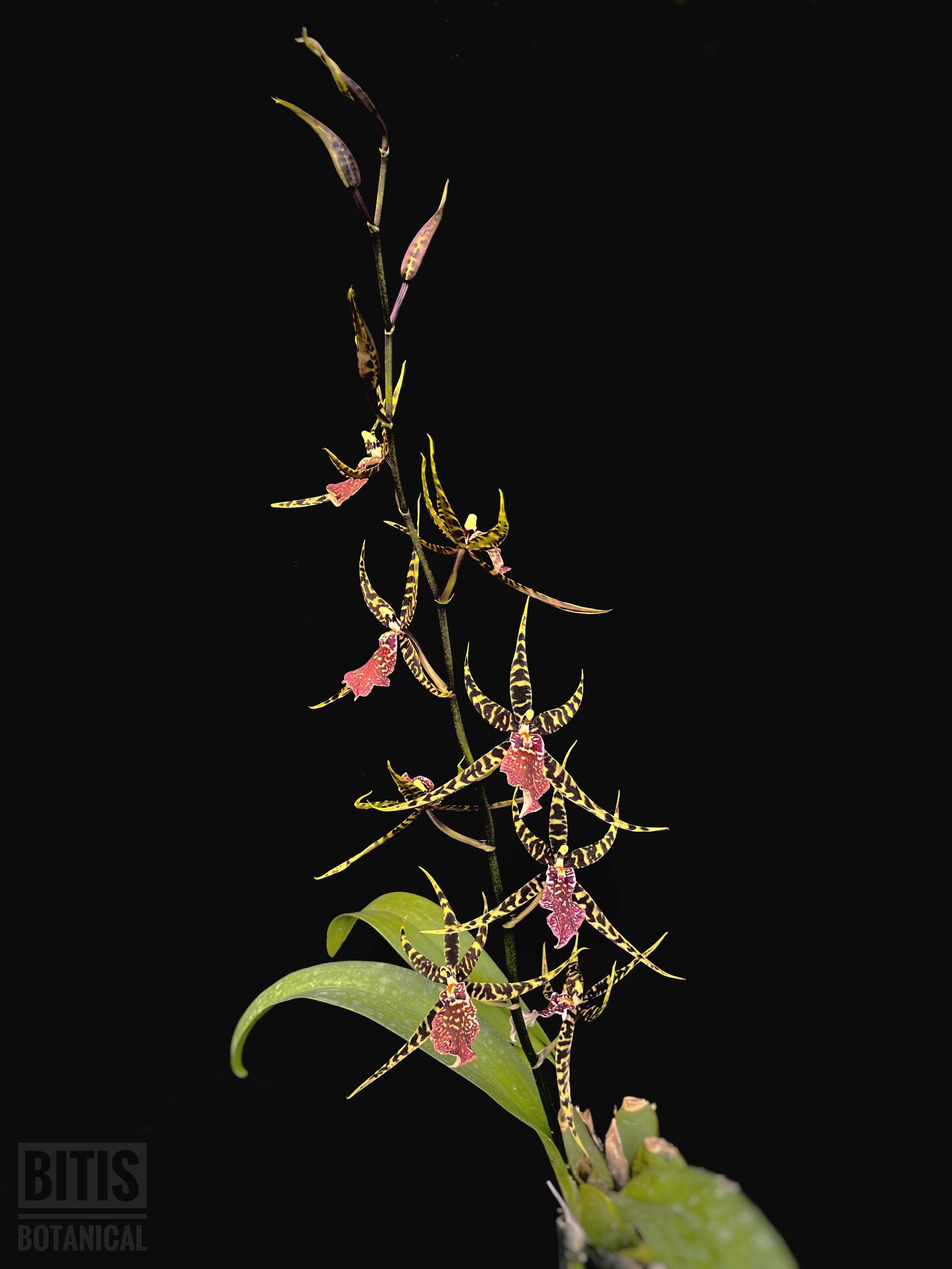 Arthurara Sea Snake 'Unforgettable' HCC/AOS Oncidium hybrid spider orchid flowers 
