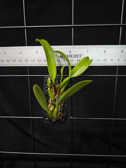 Bulbophyllum odoratissimum