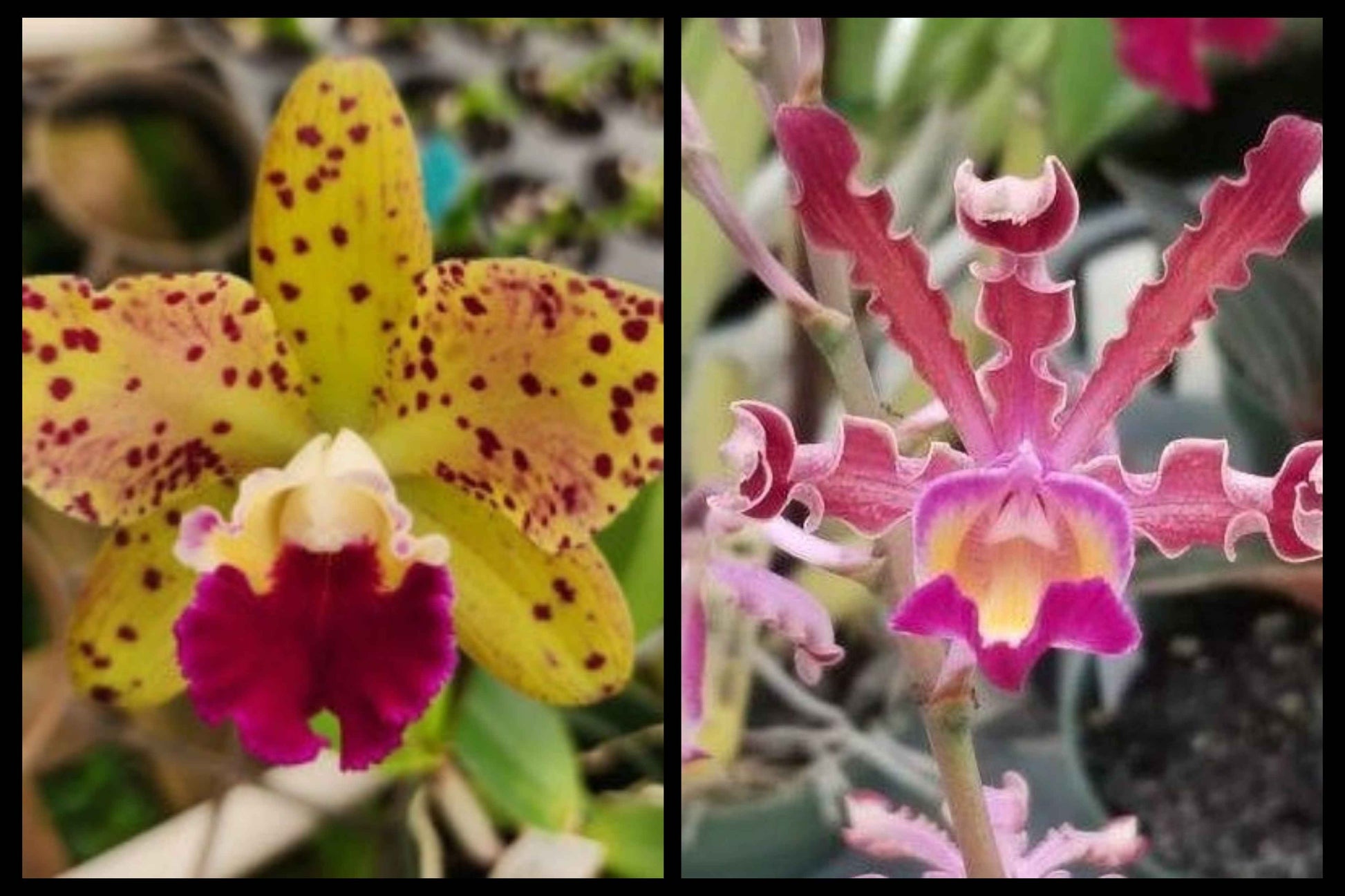 Rhyncholaeliocattleya SunCoast Magic Leopards × Myrmecophila tibicinis