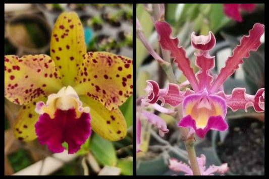 Rhyncholaeliocattleya SunCoast Magic Leopards × Myrmecophila tibicinis