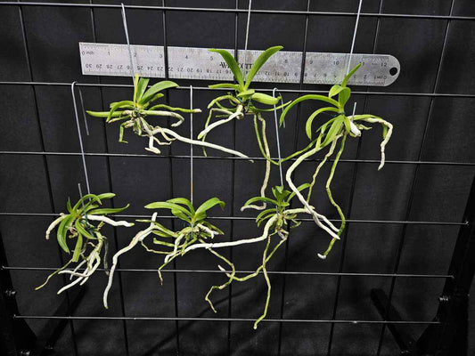 Vanda denisoniana Orange Form