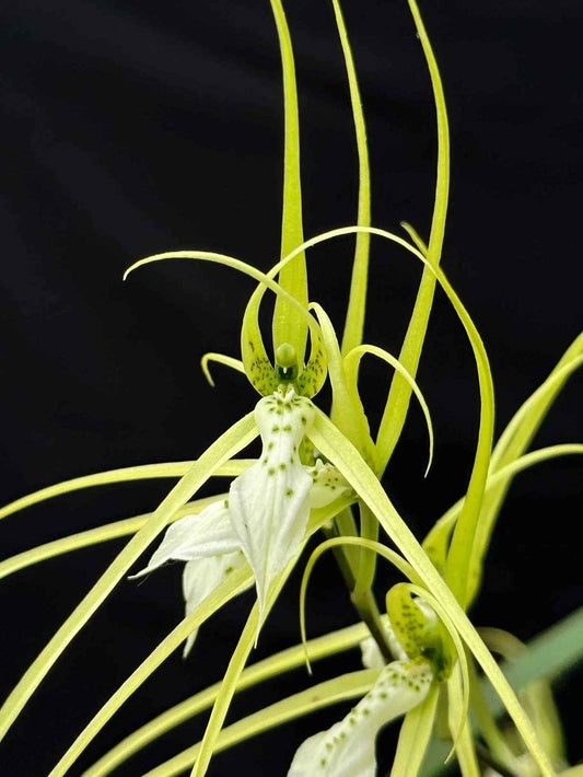 Brassia verrucosa