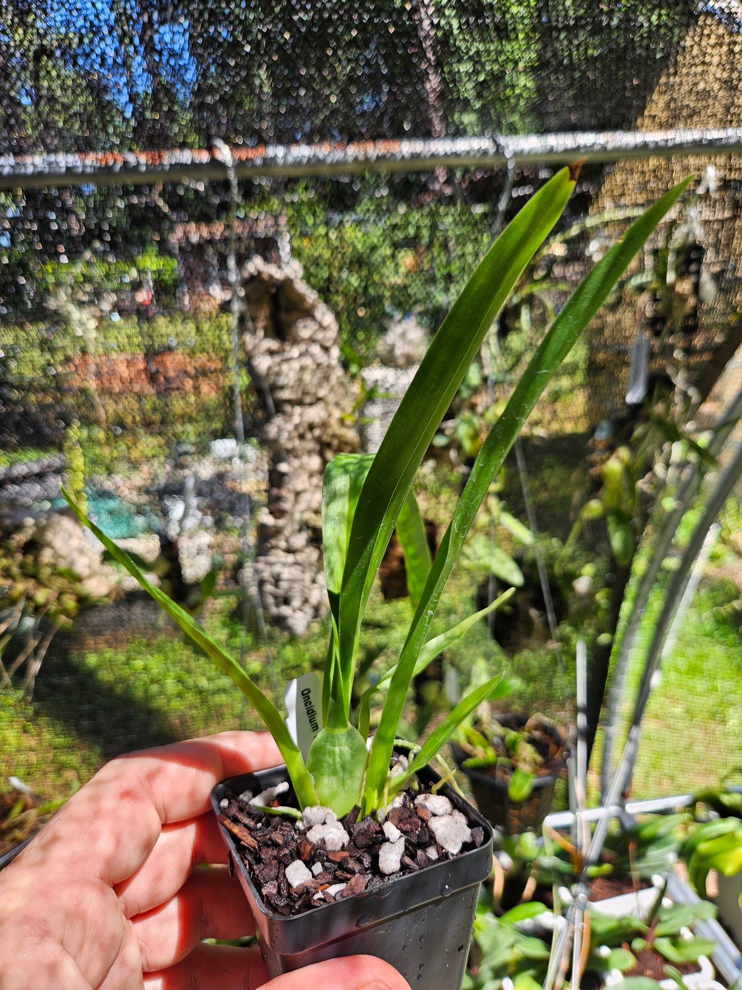 Oncidium Pacific Passage 'Peach Cobbler' AM/AOS