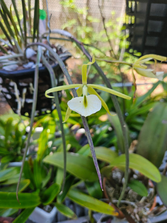 Brassavola fragrans × subulifolia