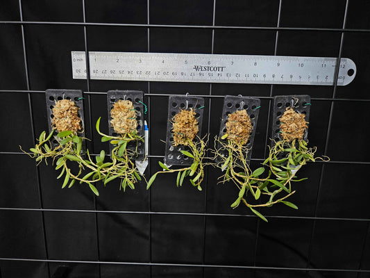 Bulbophyllum sessile