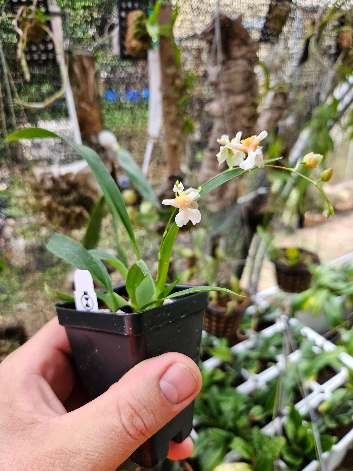 Oncidium Twinkle 'Fragrance Fantasy'
