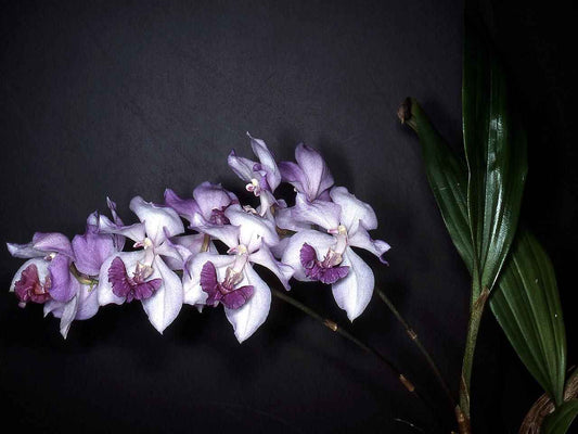Aganisia (Acacallis) cyanea