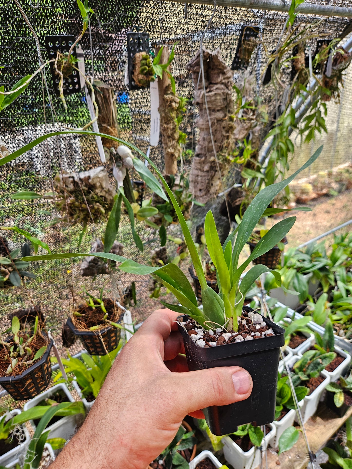 Oncidium Ruth's Rainbow 'Over the Rainbow'