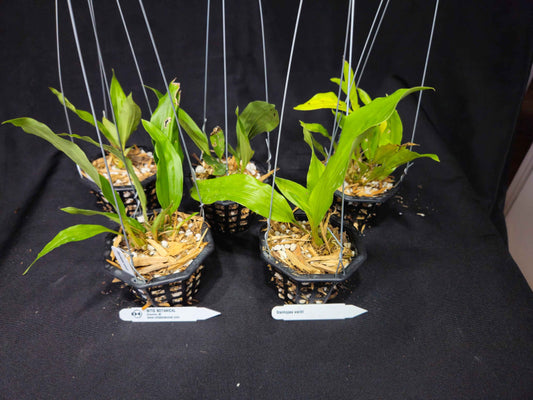 Stanhopea wardii