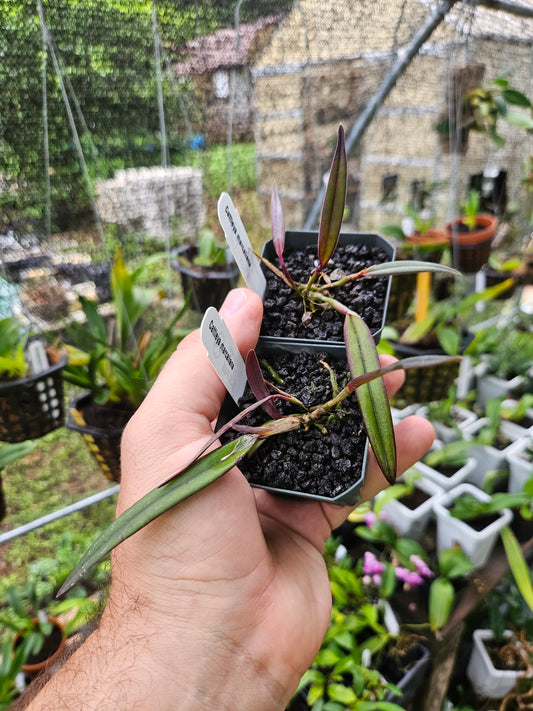 Cattleya marcaliana