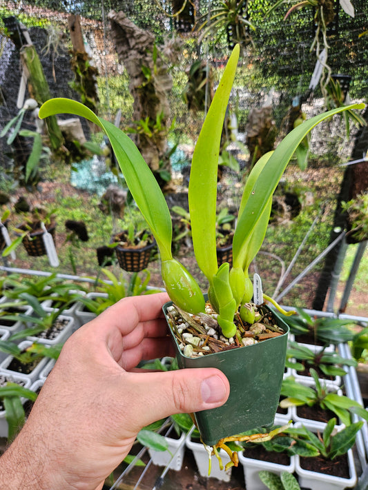 Rhyncholaeliocattleya Wendy Tanaka 'Volcano Queen'