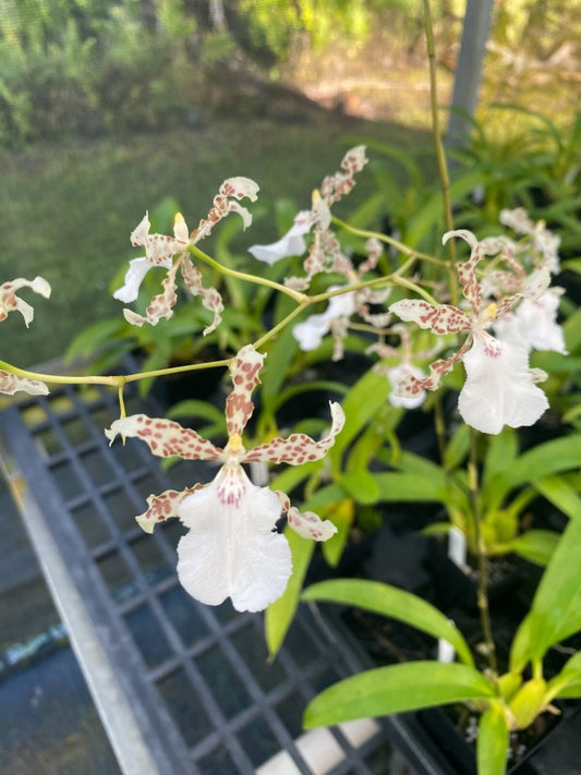 Oncidium Speckled Spire 'Whisp'