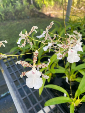 Oncidium Speckled Spire 'Whisp'