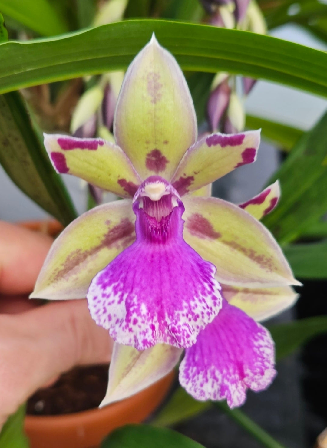 Zygonisia Roquebrun 'Seafoam'