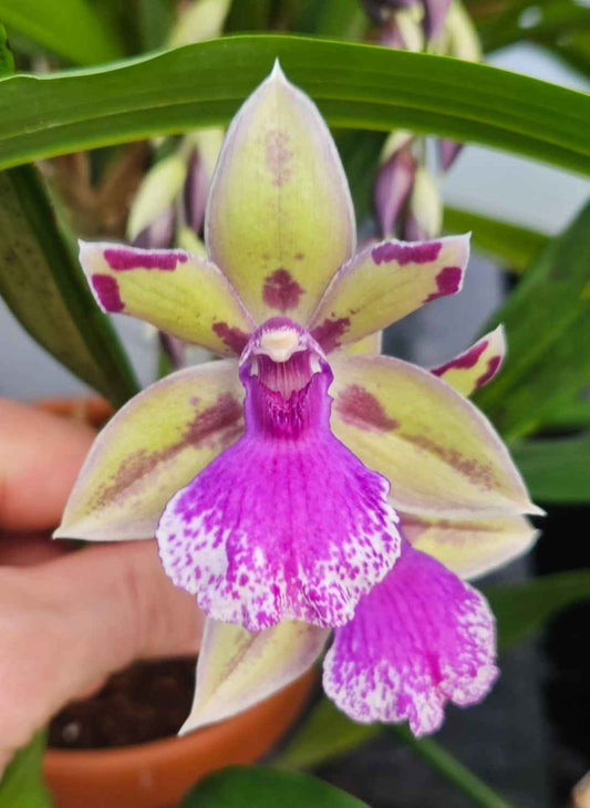 Zygonisia Roquebrun 'Seafoam'