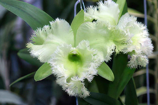 Rlc. (Blc.) Golf Green 'Hair Pig' JC/AOS