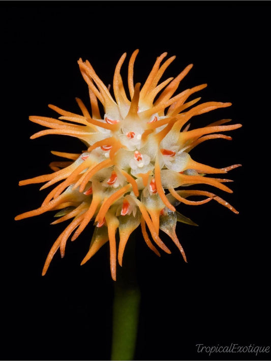 The Fragrant Bulbophyllum  (Bulbophyllum odoratissimum) orchid flowers