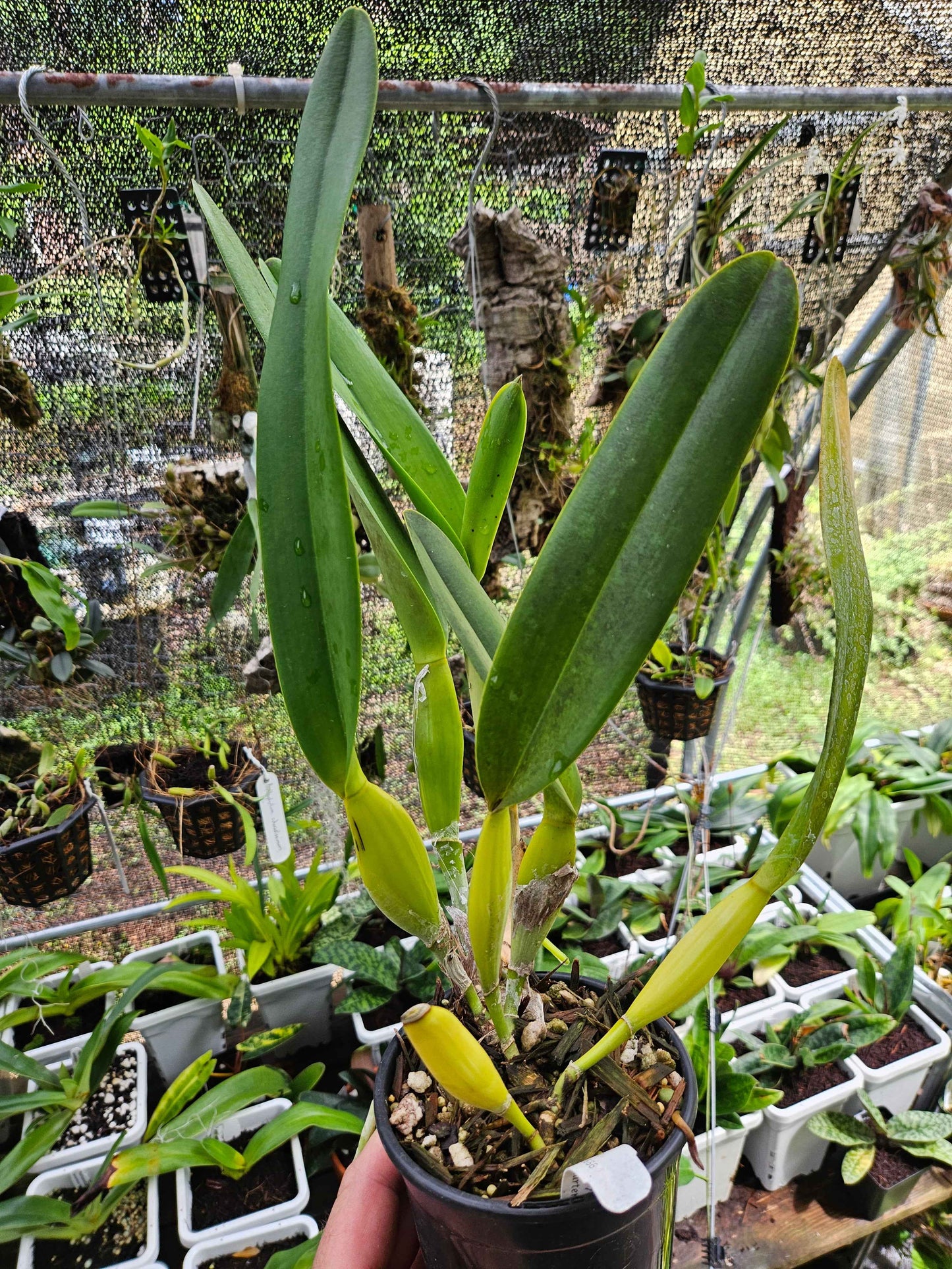 Cattleya Pulcherrima IN BUD Plant #1