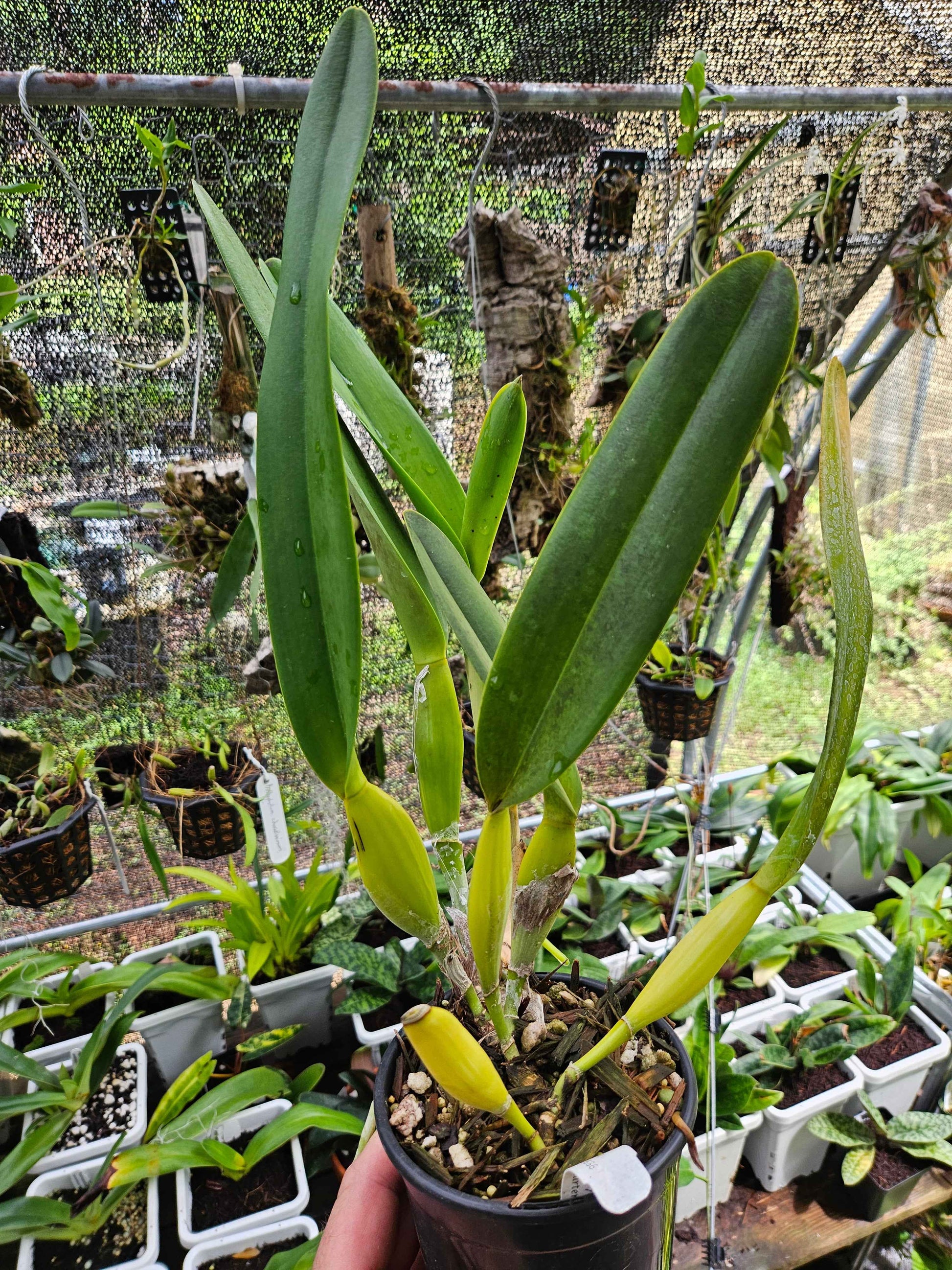 Cattleya Pulcherrima IN BUD Plant #1