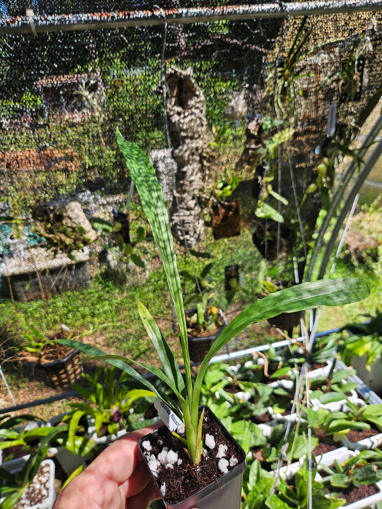 Zygonisia Roquebrun 'Seafoam'