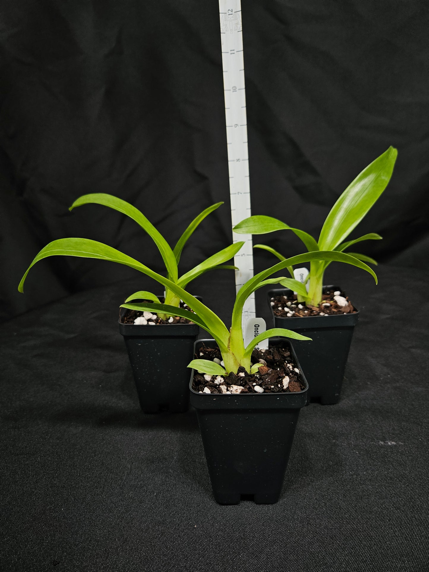 Oncidium Speckled Spire 'Whisp'