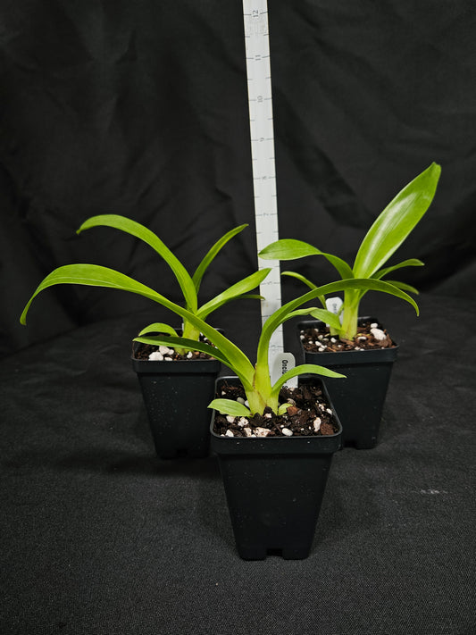 Oncidium Speckled Spire 'Whisp'