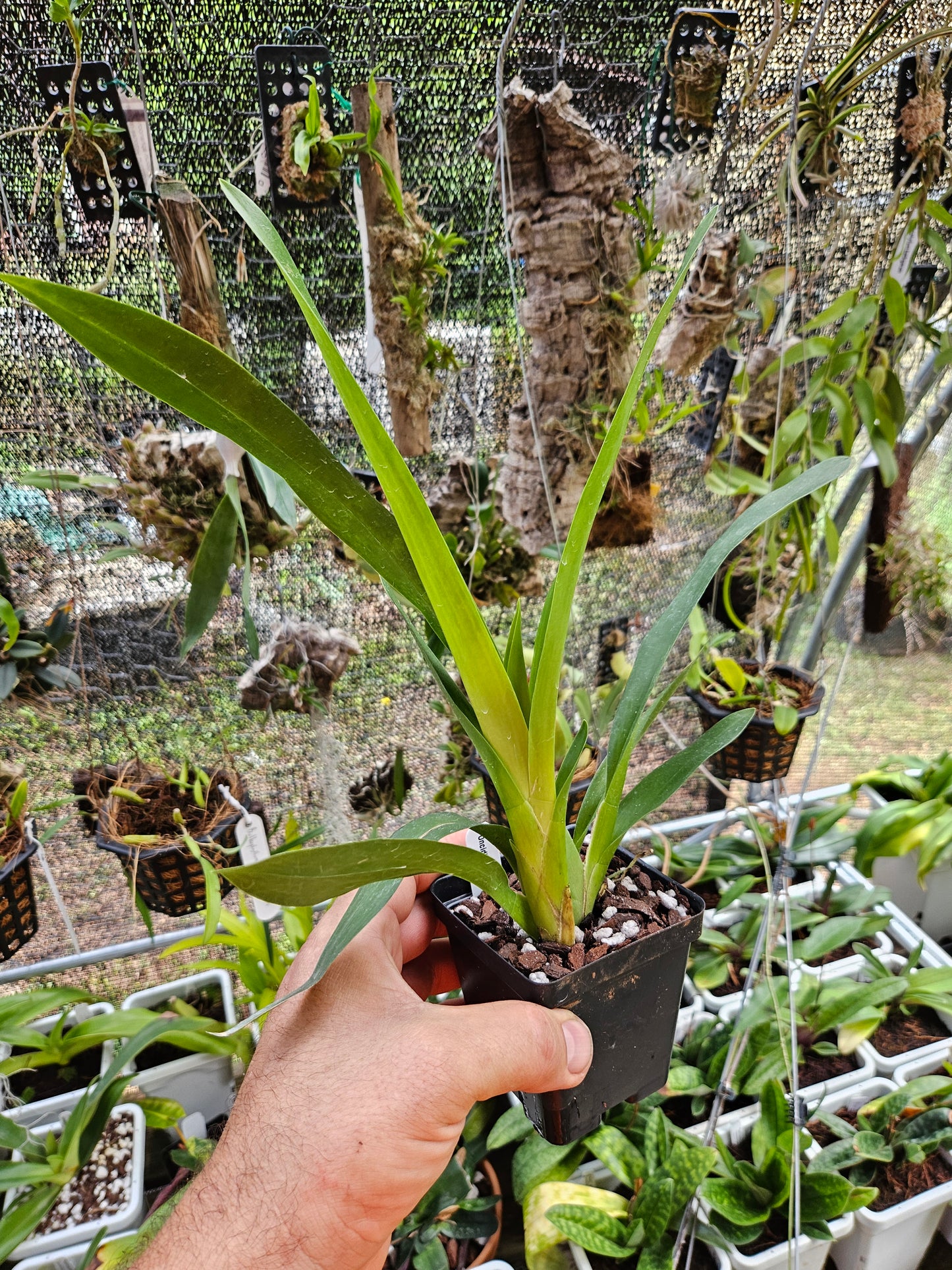 Oncidium Aka Baby 'Raspberry Chocolate' AM/AOS
