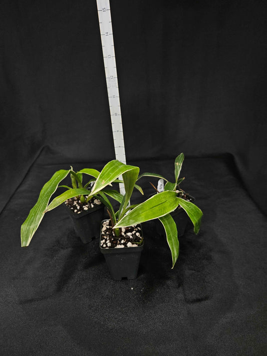 Zygonisia Cynosure 'Dove of Peace'